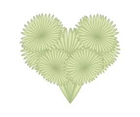 Fototapeta na wymiar Dracaena Cinnabari Leaves in A Heart Shape