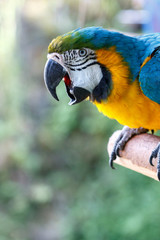 ルリコンゴウインコ