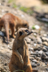 ミーアキャット
