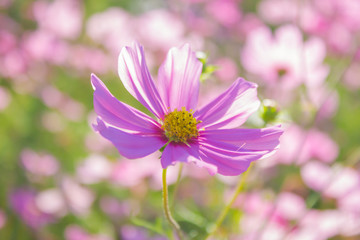 Obraz premium sulphureus in the middle of the park.