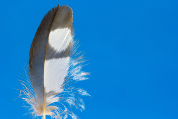Pena de ave em fundo azul.