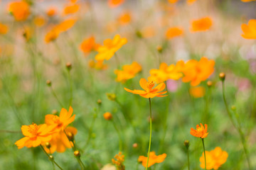 sulphureus in the middle of the park.