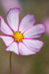 Obraz premium コスモス