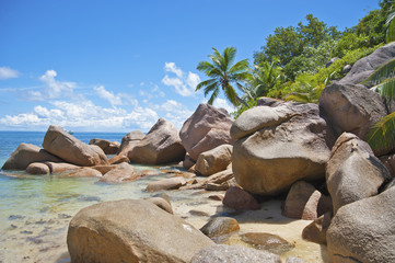Fototapeta na wymiar Boulders and palm trees on the coast of the Seychelles..