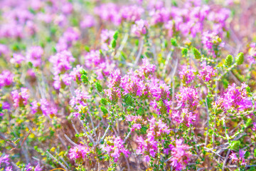 Naklejka premium Thyme