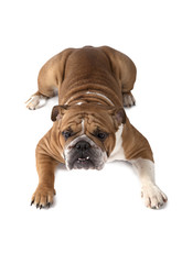 English Bulldog on white background