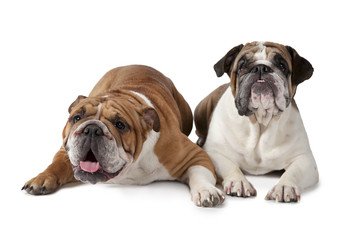 Two English Bulldog on white background