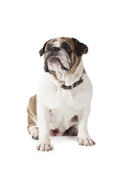 English Bulldog sitting on white background