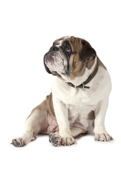 Portrait of English Bulldog