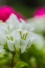 close-up White bougainvillea flower background