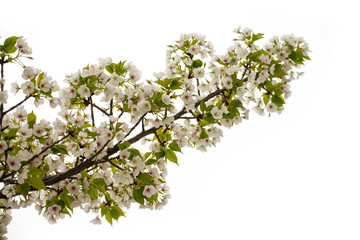 Sakura flowers background. cherry blossom isolated white backgro