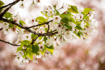 Beautiful pink cherry blossom (sakura)