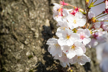 Beautiful pink cherry blossom (sakura)