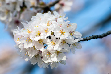 Beautiful pink cherry blossom (sakura)