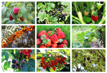 Garden berries