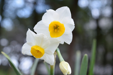Obraz premium 水仙の花