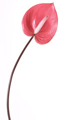 anthurium flower, Flamingo Flower - obrazy, fototapety, plakaty
