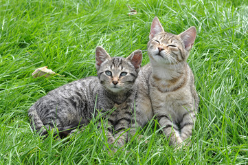 Two funny kittens sitting in the grass, spring