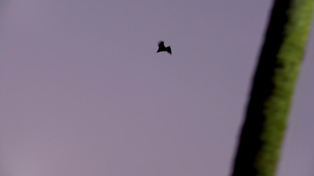 bat, batman 