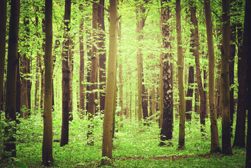 Fototapeta premium forest