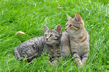Two funny kittens sitting in the grass, spring