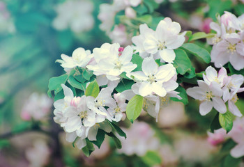spring flowers