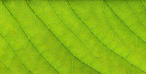  leaf texture