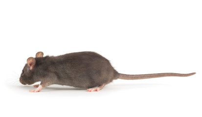  rat