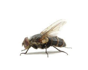 fly