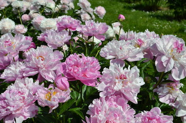 Beautiful pink peony flowers 