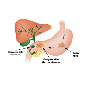 Digestive organs. Digestive apparatus. Bile for the digestion of fatty foods. Infographics. 