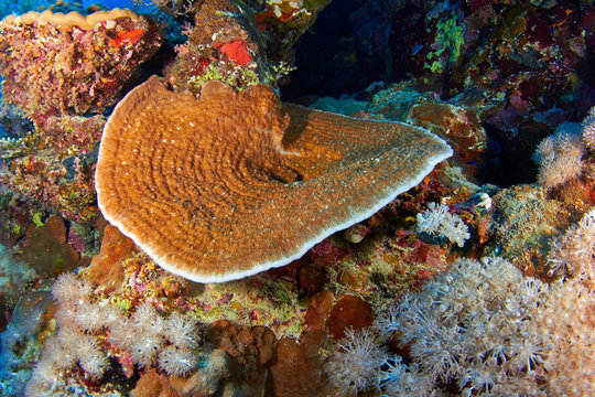 Explanate lettuce coral (Leptoseris explanata Yabe & Sugiyama) in the Red Sea, Egypt.