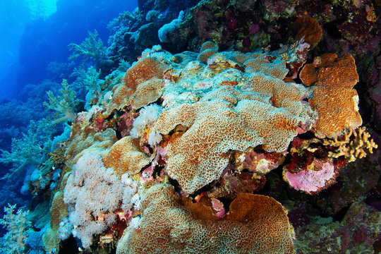 Colony of hard stony corals in the Red Sea, Egypt.