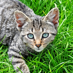 Naklejka na ściany i meble funny Tabby cat with blue eyes lying on green grass