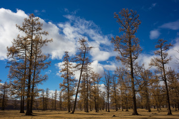 Group of trees in Mongolia