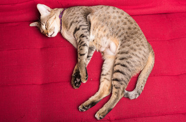 tiger (tabby) cat relaxing