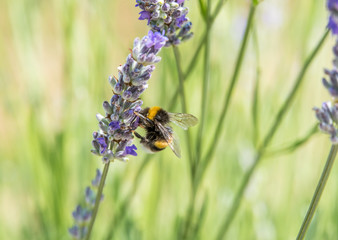 Hummel (Bombus) auf Lavendel