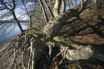 Coastline tree roots