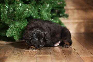 Cute black hovawart puppy 