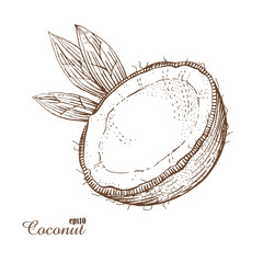 Coconut. Woodcut style. Hand drawn sketch walnut. Vector illustration.