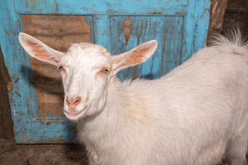 Fototapeta premium Ahırda Keçi