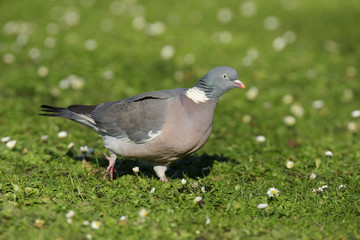 Common Wood Pigeon, Wood Pigeon, Columba palumbus