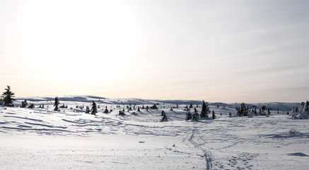 Fototapeta na wymiar Ski Trails