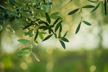 Olive tree with leaves, natural  agricultural food  background 