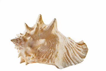 big shell from the ocean isolated