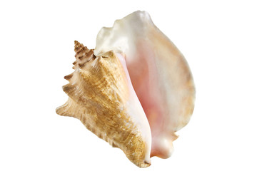 big shell from the ocean isolated