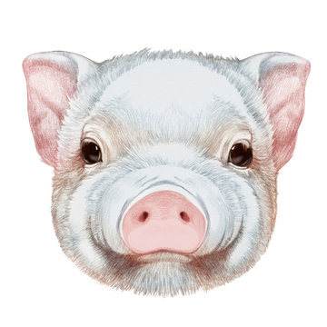 Portrait of Piggy. Hand drawn illustration.