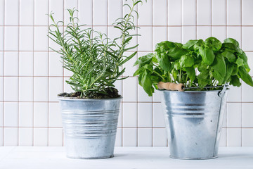 Herbs in pot