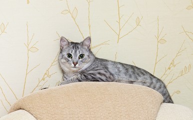 Beautiful portrait of grey cat, Portrait of green-eyed cat isolated on yellow background. Cat, resting cat on a sofa,cute funny cat close up, young playful cat, domestic cat, relaxing cat, cat resting
