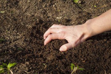 Hands of a man planting his own vegetable garden
